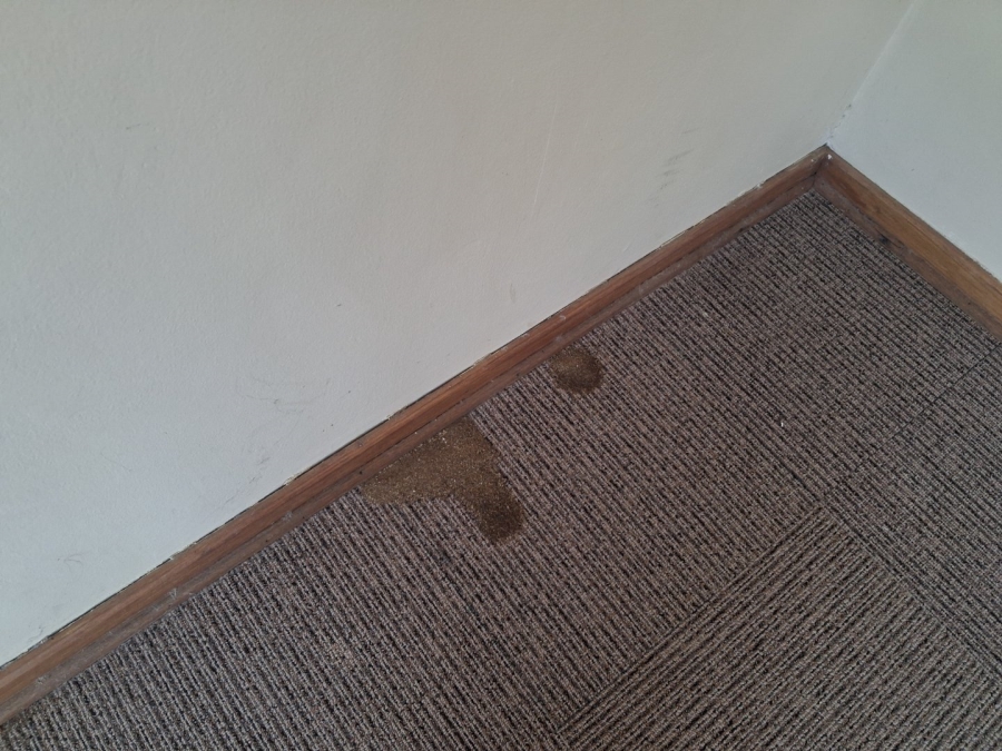 To Let 3 Bedroom Property for Rent in Universitas Free State